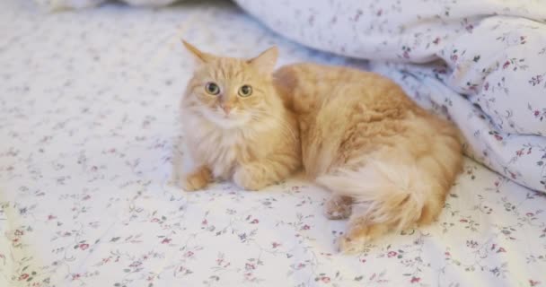 Lindo gato jengibre acostado en la cama. Un hombre acariciando a su peluda mascota. Hora de dormir en casa acogedora . — Vídeos de Stock