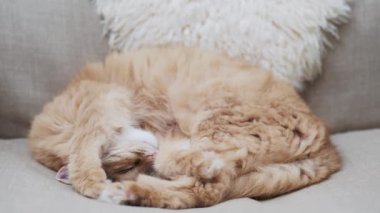 Tatlı kızıl kedi bej sandalyede uyuyor. Yumuşak evcil hayvan rahat bir evde uyukluyor..