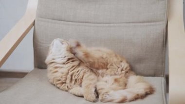 Tatlı kızıl kedi bej sandalyede uyuyor. Yumuşak evcil hayvan rahat bir evde uyukluyor..