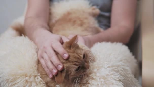 Χαριτωμένη κοκκινομάλλα γάτα είναι ξαπλωμένη στα γόνατα των γυναικών. Ο άνθρωπος χαϊδεύει το κοιμισμένο χνουδωτό κατοικίδιο του. — Αρχείο Βίντεο