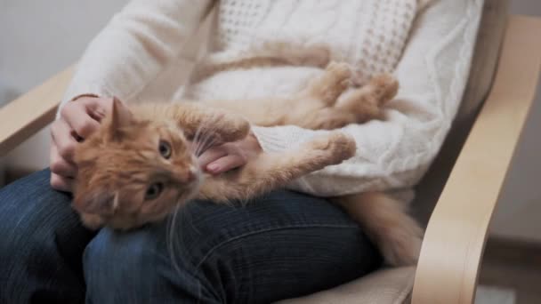 Χαριτωμένη κοκκινομάλλα γάτα είναι ξαπλωμένη στα γόνατα των γυναικών. Η γυναίκα χαϊδεύει το κοιμισμένο χνουδωτό της κατοικίδιο. — Αρχείο Βίντεο