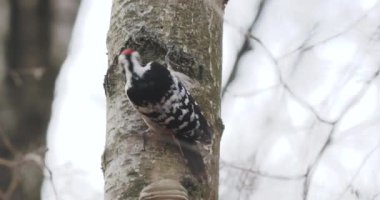 Büyük benekli ağaçkakan, Dendrocopos Major, huş ağacının kabuğunu tıklatıyor, kolay bulunan böcekleri çıkarıyor. Sonbahar ormanındaki kuş.