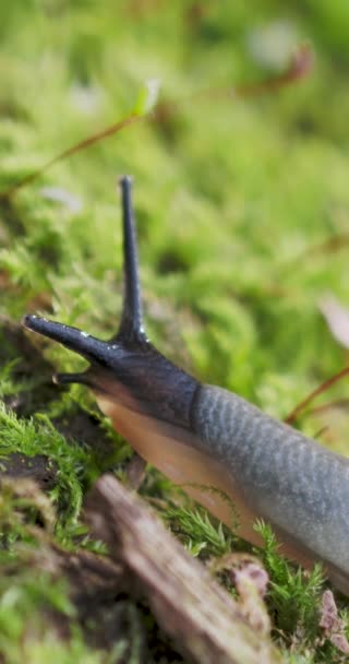 Kurşunlu makro görüntüler. Kara sümüklüböceği, kabuksuz karasal gastropod yumuşakçaları sonbahar ormanında. — Stok video
