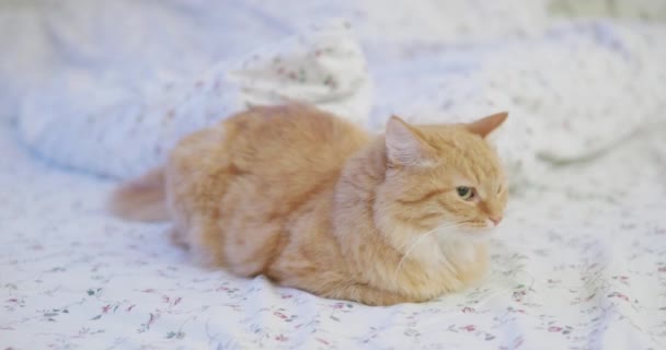 Cute ginger cat lying in bed. Man stroking his fluffy pet. Morning bedtime in cozy home. — Stock Video