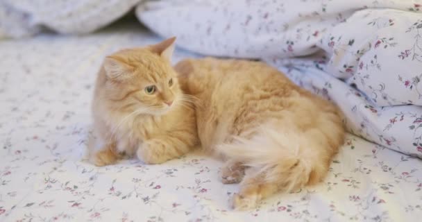 Carino gatto zenzero sdraiato a letto. Un uomo che accarezza il suo peloso animaletto. Mattina a letto in casa accogliente . — Video Stock