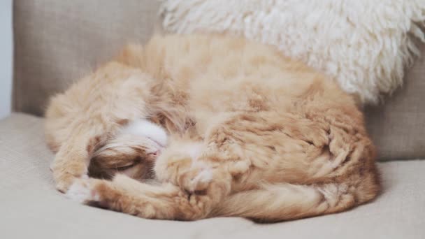Aranyos vörös macska bézs széken alszik. Bolyhos kisállat szundikál kényelmes otthon. — Stock videók