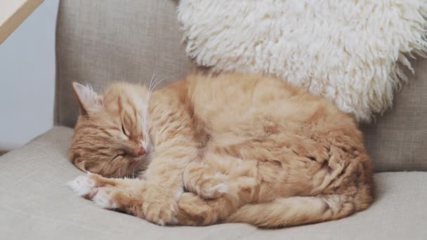 Gato de gengibre bonito está dormindo na cadeira bege. animal de estimação fofo está dormindo em casa acolhedor . — Vídeo de Stock