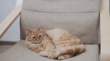 Tatlı kızıl kedi bej sandalyede uyuyor. Yumuşak evcil hayvan rahat bir evde uyukluyor..