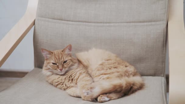 Cute ginger cat is sleeping on beige chair. Fluffy pet is dozing in cozy home. — Stock Video