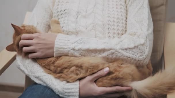 Lindo gato de jengibre está acostado en las rodillas de las mujeres. La mujer está acariciando a su adormilada mascota mullida . — Vídeos de Stock