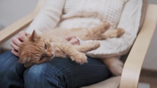 Cute ginger cat is lying on womans knees. Woman is stroking her sleepy fluffy pet. — Stock Video