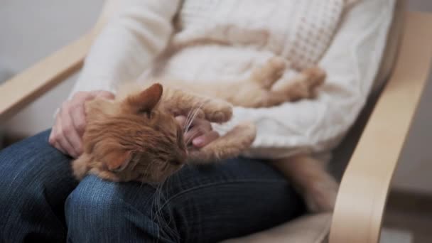 Söt ingefära katt ligger på kvinnors knän. Kvinna smeker sin sömniga fluffiga husdjur. — Stockvideo