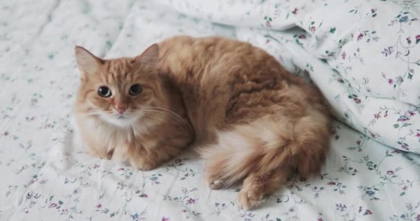 Lindo gato jengibre acostado en la cama. Un hombre acariciando a su peluda mascota. Hora de dormir en casa acogedora . — Vídeo de stock
