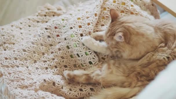 Lindo gato jengibre lamiendo en tela de punto beige. Mascota esponjosa en casa acogedora . — Vídeos de Stock