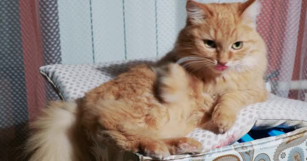 Sevimli kızıl kedi kutuda yalanıyor. Evdeki tüylü evcil hayvan. — Stok video