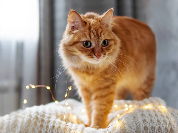 귀여운 생강 고양이가 흰 스웨터 위에 누워 있다. 전구달린 나무 탁자 위에 푹신 한 애완 동물. 사탕 스타일이야. 크리스마스와 새해를 위한 준비. — 스톡 사진
