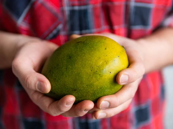 Man in tartan plaid shirt contiene Mangifera indica, comunemente noto come mango. Raccolta di frutta esotica . — Foto Stock
