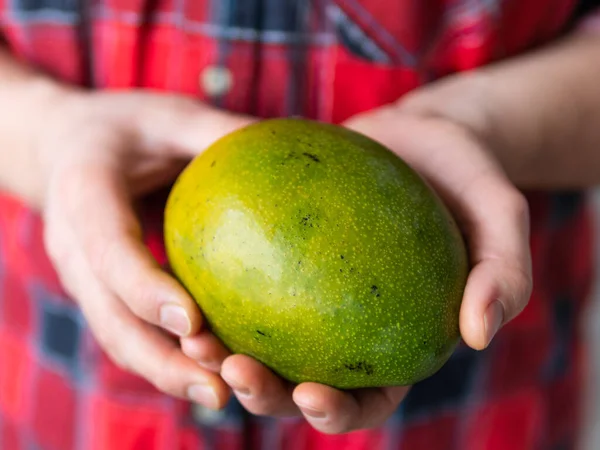 Mannen i tartan rutig skjorta håller Mangifera indica, allmänt känd som mango. Exotisk fruktskörd. — Stockfoto
