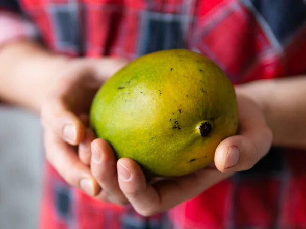 Mannen i tartan rutig skjorta håller Mangifera indica, allmänt känd som mango. Exotisk fruktskörd. — Stockfoto
