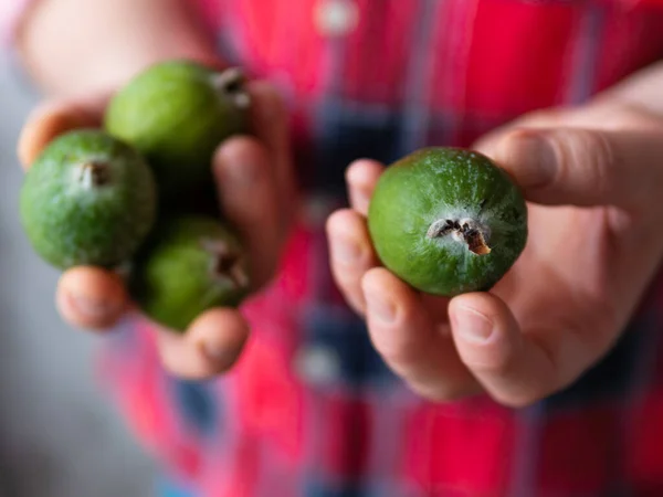 Mannen i tartan rutig skjorta rymmer feijoa eller ananas guava och guavasteen, även känd som Acca sellowiana. Exotisk fruktskörd. — Stockfoto