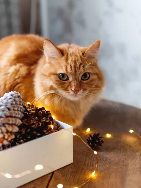 귀여운 생강 고양이는 솔방울 과 전구가 달린 상자 근처 의나무 탁자에 앉아 있다. 사탕 스타일이야. 크리스마스와 새해를 위한 준비. — 스톡 사진