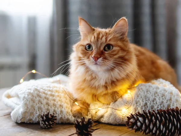 귀여운 생강 고양이가 흰 스웨터 위에 누워 있다. 전구달린 나무 탁자 위에 푹신 한 애완 동물. 사탕 스타일이야. 크리스마스와 새해를 위한 준비. — 스톡 사진