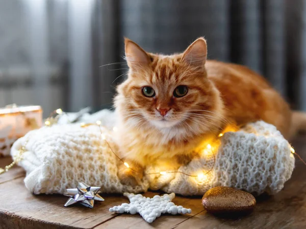 Zencefilli kedi beyaz örülü süveterin üzerinde yatıyor. Ahşap masada ampulleri ve Noel süslemeleri olan tüylü bir hayvan. Scandy tarzı. Yeni yıl kutlaması için hazırlık.