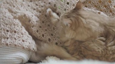 Zencefilli kedi bej kumaşı yalıyor. Evdeki tüylü evcil hayvan.