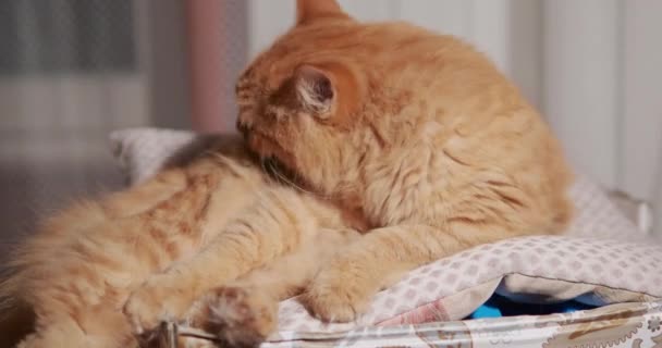 Süße Ingwerkatze leckt auf Schachtel. flauschiges Haustier im kuscheligen Zuhause. — Stockvideo