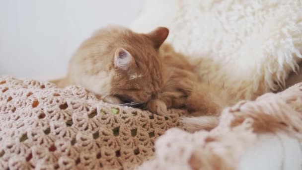 Lindo gato jengibre lamiendo en tela de punto beige. Mascota esponjosa en casa acogedora . — Vídeo de stock