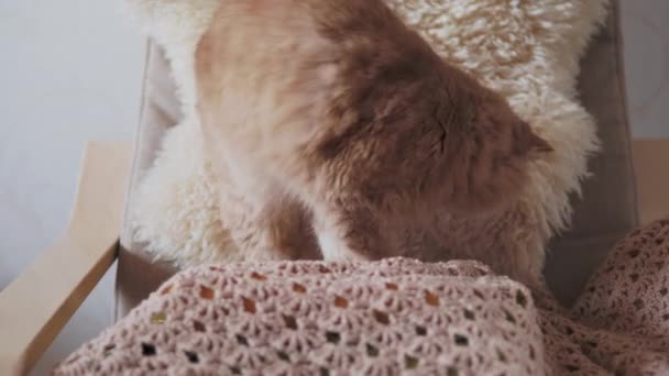 Zencefilli kedi bej kumaşı yalıyor. Evdeki tüylü evcil hayvan. — Stok video