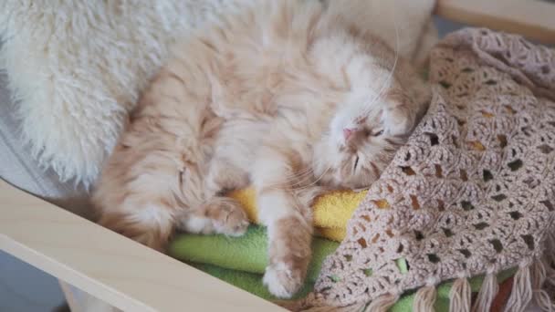 Cute ginger cat sleeping on pile of colorful towels. Fluffy pet in cozy home. — Stock Video