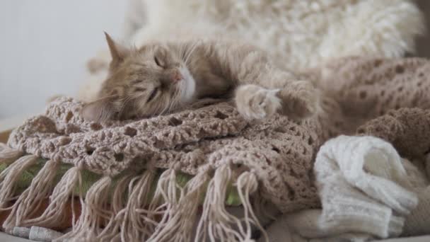 Симпатичная рыжая кошка спит на бежевом трикотаже. Пушистый питомец в уютном доме . — стоковое видео
