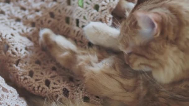 Süße Ingwerkatze leckt auf beigem Strickstoff. flauschiges Haustier im kuscheligen Zuhause. — Stockvideo