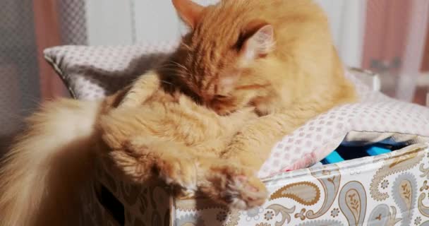 Carino lo zenzero gatto leccare sulla scatola. soffice animale domestico in accogliente casa . — Video Stock