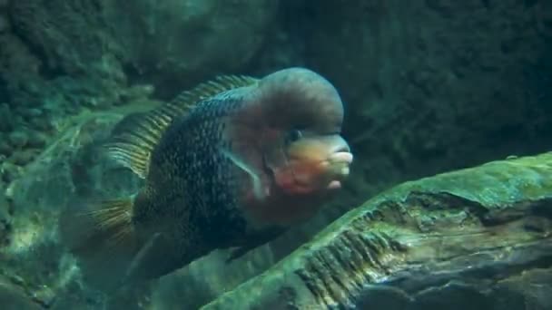 Grå Cichlid i särskild tank. Blyg fisk gömmer sig bakom klippan i akvarium. — Stockvideo