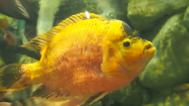 Φωτεινές κίτρινες κιχλίδες σε ειδική δεξαμενή. Πορτοκαλί ψάρια στο ενυδρείο. — Αρχείο Βίντεο
