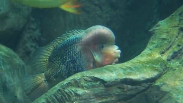 Gray Cichlid egy speciális tartályban. Félénk halak rejtőznek a szikla mögött az akváriumban.. — Stock videók