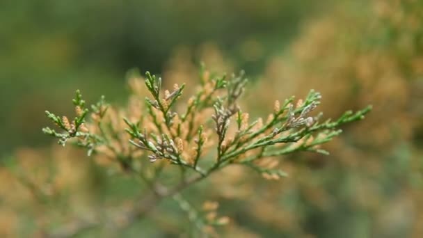 Primer plano de vídeo de la rama thuja. Fondo macro natural con árbol de coníferas . — Vídeos de Stock