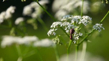 Çiçek üzerinde hata video kapatın. Doğal yaz arka plan.