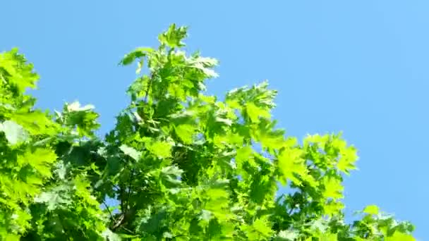 Természetes nyári háttér juhar fa ágai. Juhar ágak imbolygott a szélben a napsütéses napon. Tiszta kék ég. — Stock videók