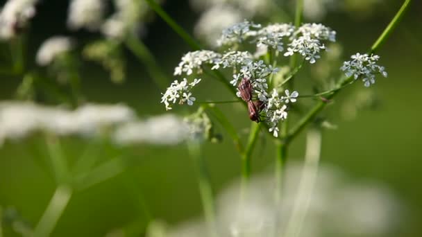 Крупним планом відео про жуків на квітці. Природний літній фон . — стокове відео