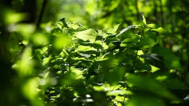 Ortiga verde. Fondo natural de verano soleado . — Vídeo de stock