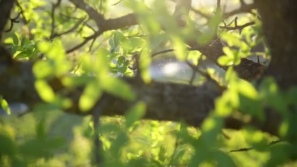 La telaraña delgada se estira entre las ramas del árbol y brilla en los rayos del sol poniente . — Vídeo de stock