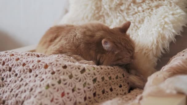 Leuke gember kat likken op beige gebreide stof. pluizig huisdier in gezellig huis. — Stockvideo