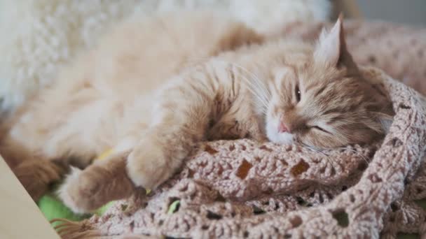 Lindo gato jengibre durmiendo en tela de punto beige. Mascota esponjosa en casa acogedora . — Vídeos de Stock