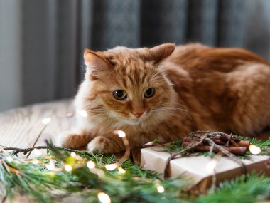 Tatlı kızıl kedi el yapımı Noel hediyelerini kokluyor. Çam ağacı ve köknar ağacı dalları ahşap masa üzerinde ampullerle.