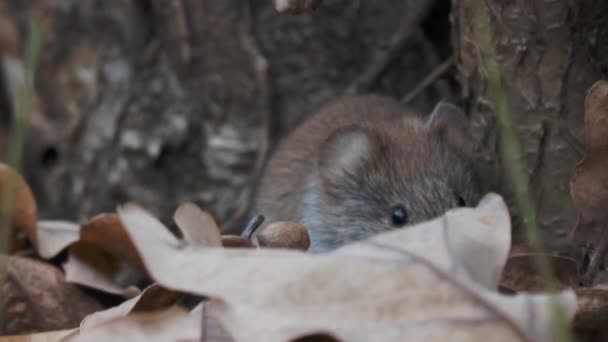 Mysz polowa lub Apodemus uralensis. Mały gryzoń w opadłych liściach. Jest również znany jako mysz pole pigmeja. — Wideo stockowe