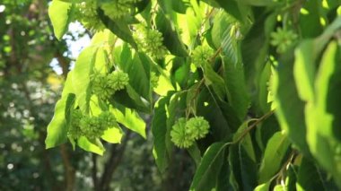 Kampta ya da Mutlu Ağaç 'ta, Kanser Ağacı' nda ya da Yaşam Ağacı 'nda. Acuminata kampına. Kırım.