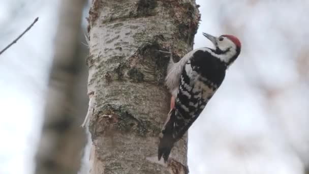 Grand pic tacheté, Dendrocopos major, frappe sur l'écorce du bouleau, extrayant des insectes modifiables. Oiseau en forêt d'automne . — Video